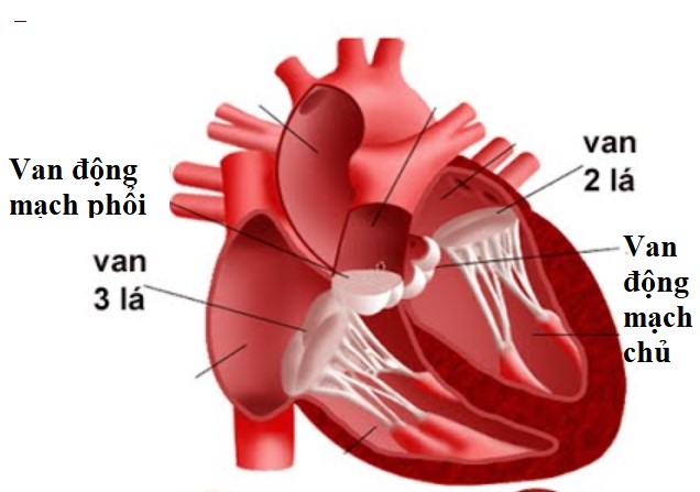Rối loạn chức năng van tim nhân tạo: Nguyên nhân, triệu chứng và hướng điều trị 7 Van tim nhân tạo