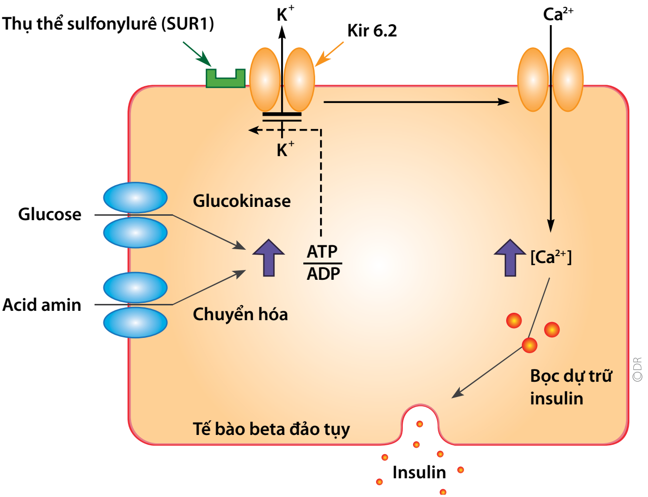 Phác đồ phối hợp Metformin Sulfonylurea