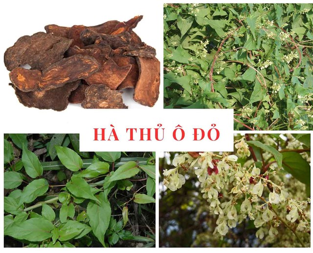 Hà Thủ Ô giúp làm đen tóc