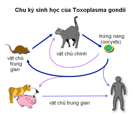 Chu kỳ phát triển Toxoplasma gondii