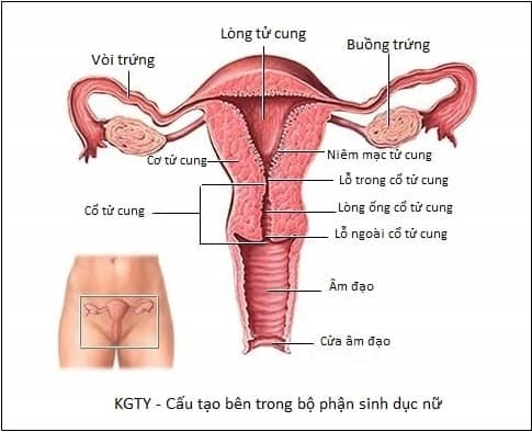 Minh họa lộn tử cung ra ngoài âm đạo