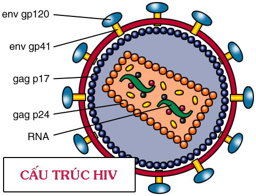 Các con đường lây nhiễm HIV