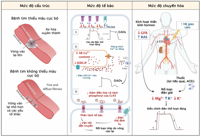 Cơ chế đột tử do tim