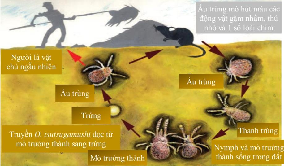phat-ban-sot-mo.jpg