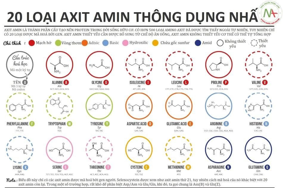 phân loại acid amin