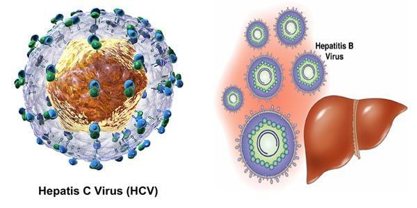 Hình ảnh virus HCV