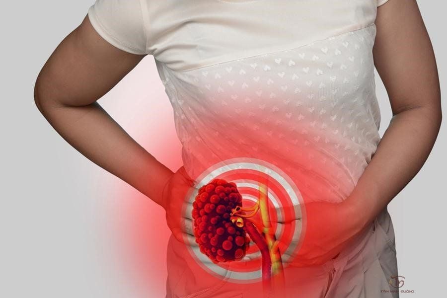 Cấu trúc thận và chức năng