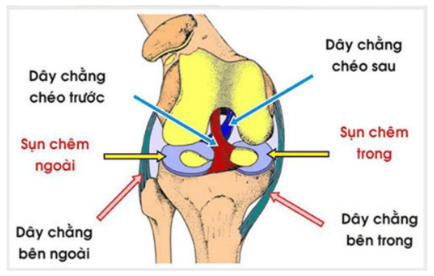 Cấu tạo dây chằng chéo trước