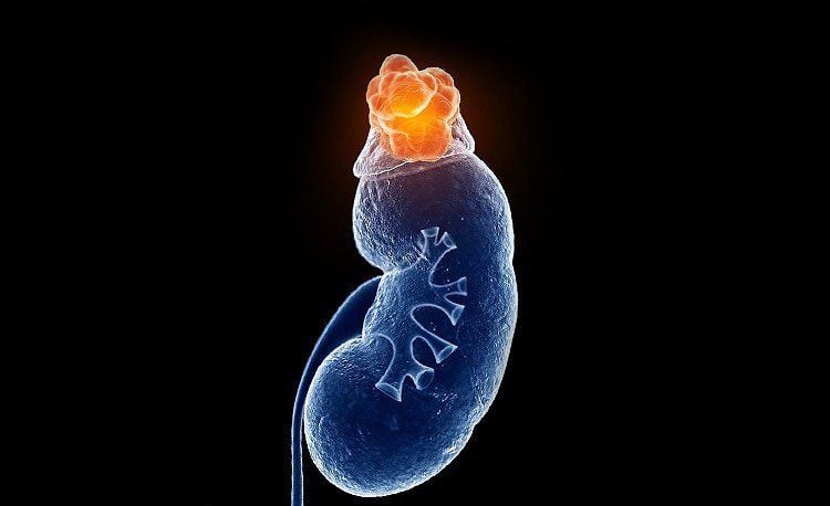 tuyến thượng thận, cortisol