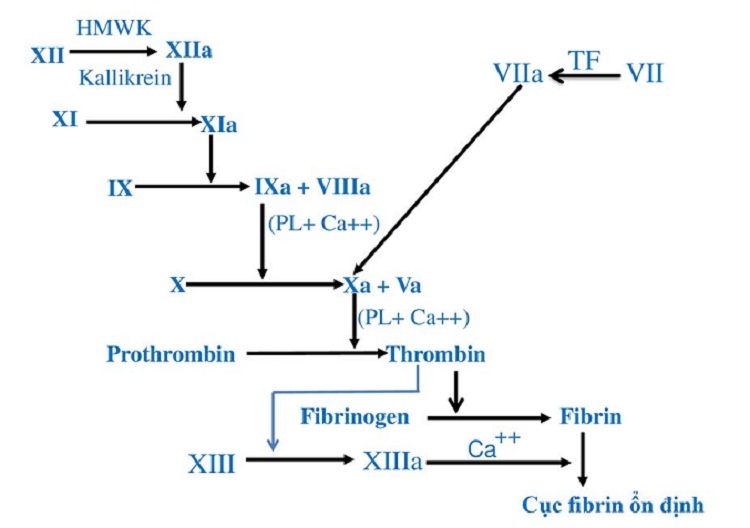 Thiếu Yếu Tố Đông Máu VII: Bệnh Lý Rối Loạn Chảy Máu Hiếm Gặp 7 sơ đồ yếu tố VII
