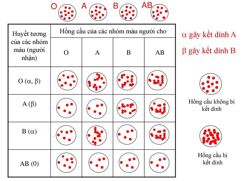Phản Ứng Truyền Máu Tan Máu Cấp: Kiến Thức Cần Biết Để Phòng Ngừa Và Xử Lý Kịp Thời 7 Cơ chế phản ứng truyền máu tan máu