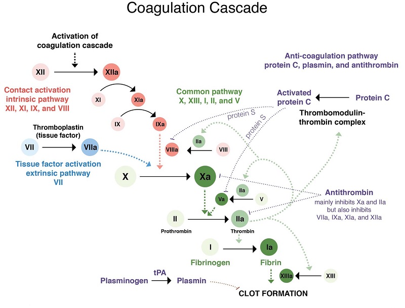 Antithrombin III là gì