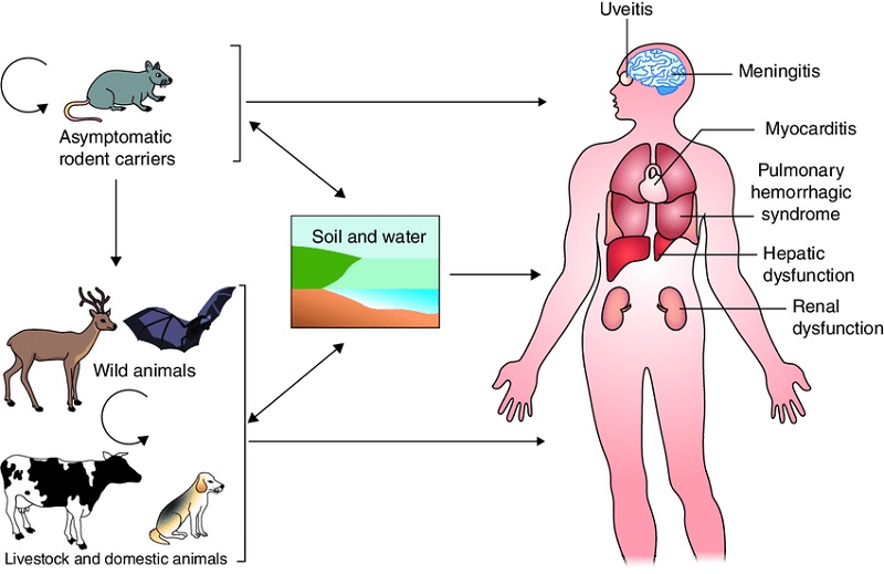 Hình ảnh bệnh Leptospirosis dưới kính hiển vi