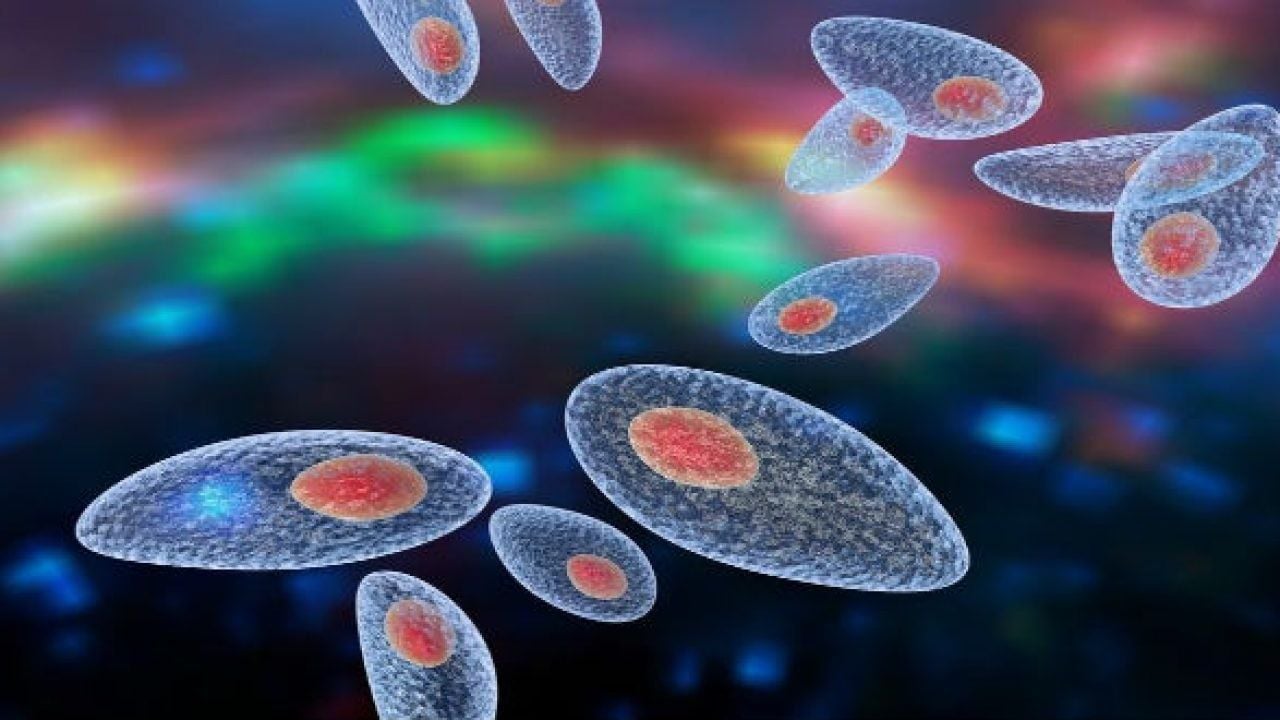 Toxoplasma gondii ký sinh trùng gây bệnh trên người