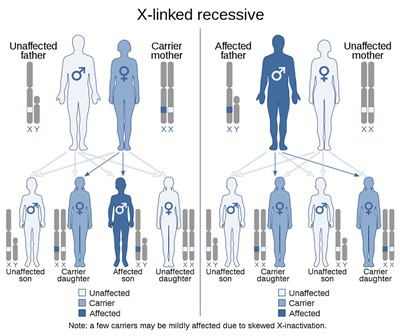Cơ chế di truyền Hemophilia