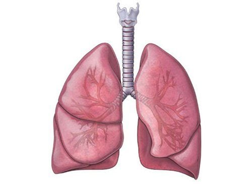 Chức năng tạng phế trong Đông Y