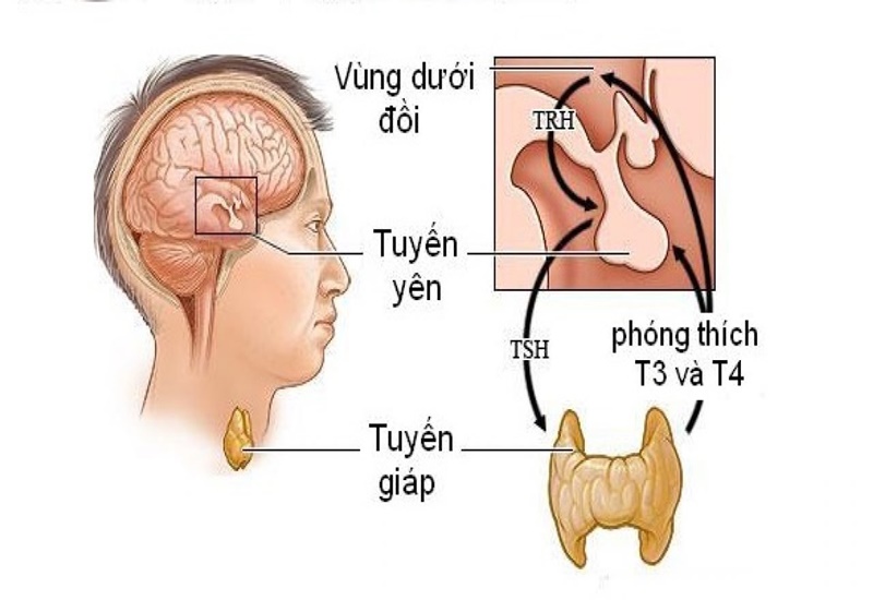 Vùng dưới đồi là gì