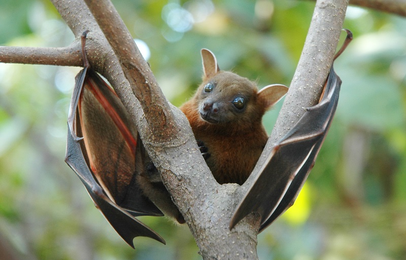 Cấu trúc virus Hendra