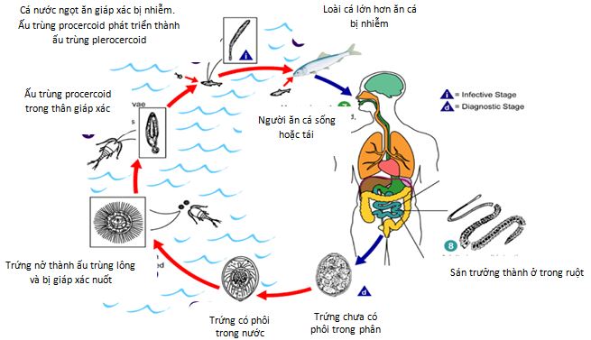 Sán dây cá trong ruột người