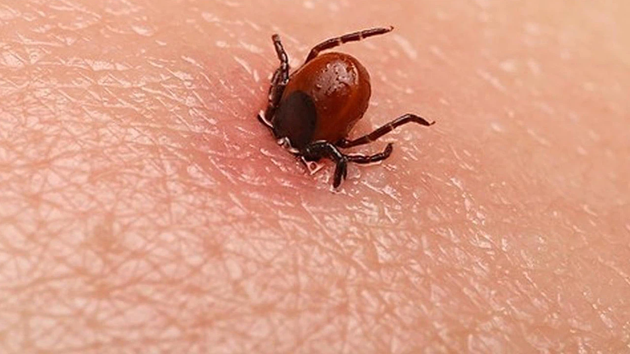 Vi khuẩn Borrelia burgdorferi gây bệnh Lyme
