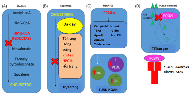 Cơ chế tác dụng Pitavastatin