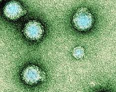 virus Arbovirus