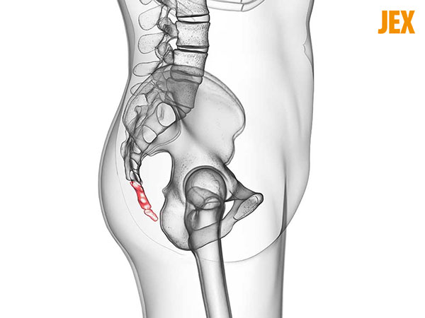Đau Xương Cụt: Tình Trạng Ít Được Biết Nhưng Ảnh Hưởng Lớn Đến Cuộc Sống 7 Vị trí xương cụt trong cơ thể