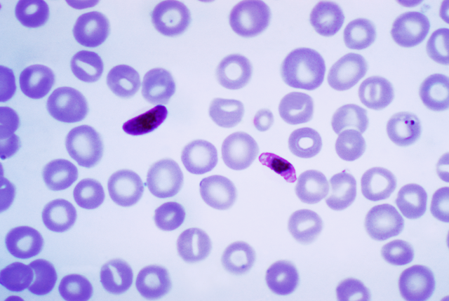 Vòng đời Plasmodium falciparum