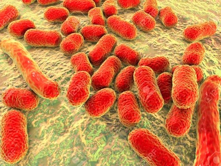 Vi khuẩn Acinetobacter baumannii