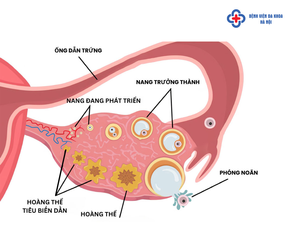 Hình ảnh minh họa quá trình rụng trứng bình thường