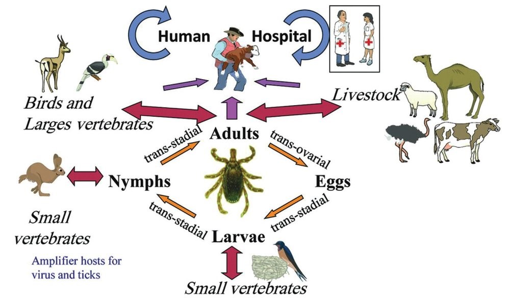 Virus CCHF dưới kính hiển vi
