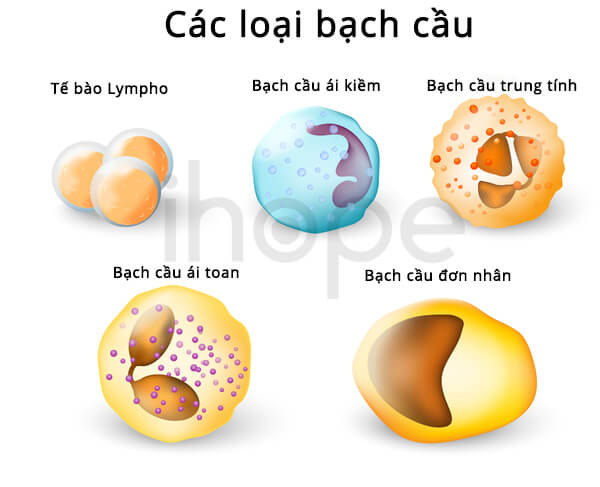 Các loại bạch cầu trong máu người