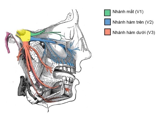 Các nhánh của dây thần kinh sinh ba