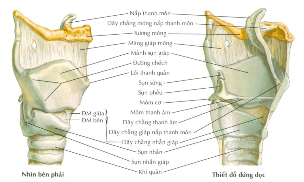 Các sụn và dây chằng thanh quản