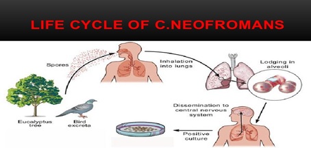 Nhiễm nấm Cryptococcus là gì? 8 Chu kỳ sinh trưởng của Cryptococcus
