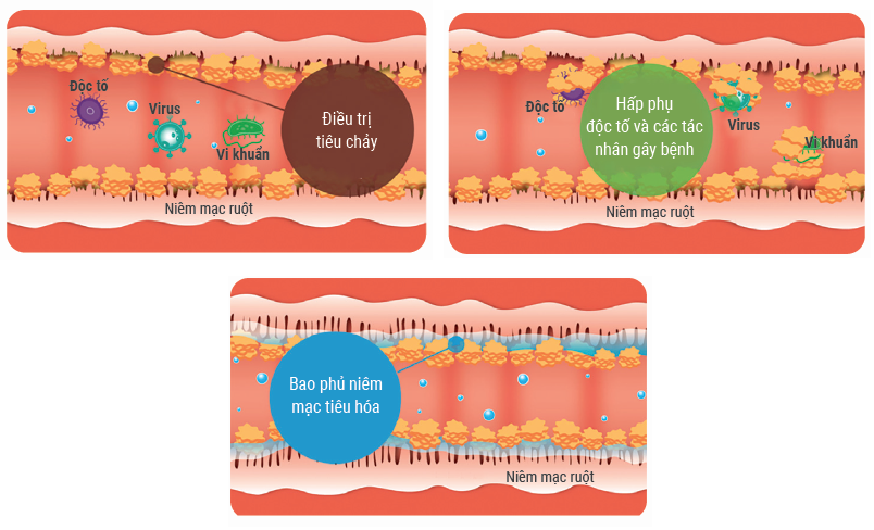 Cơ chế bảo vệ niêm mạc ruột của Diosmectite