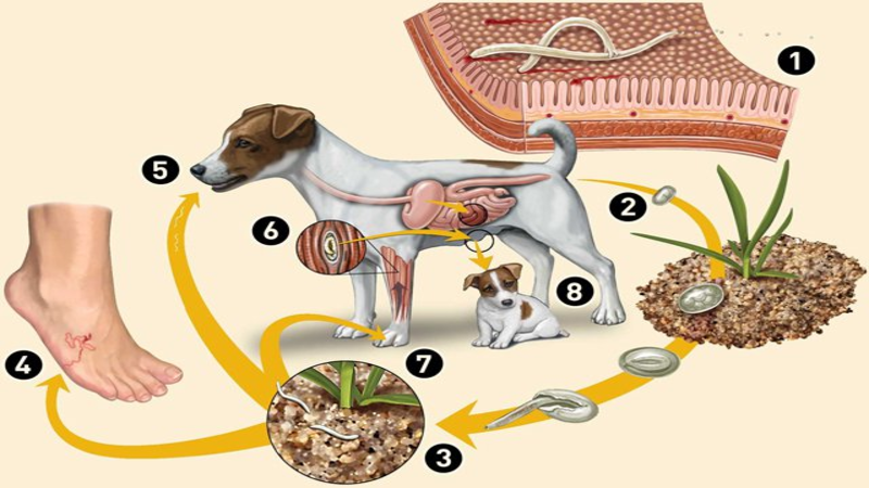Đường lây truyền của bệnh giun sán chó mèo