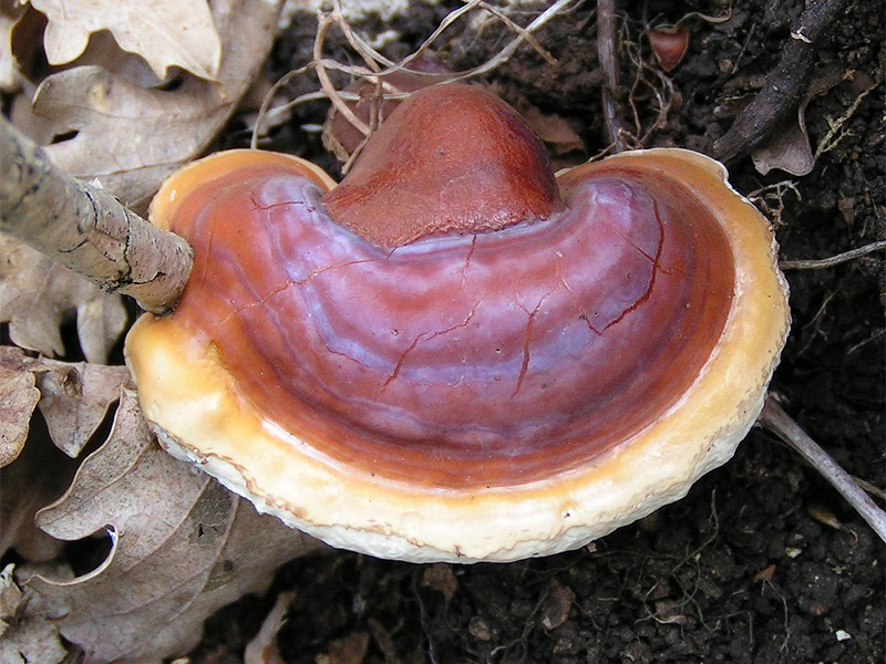 Nấm Linh Chi tự nhiên