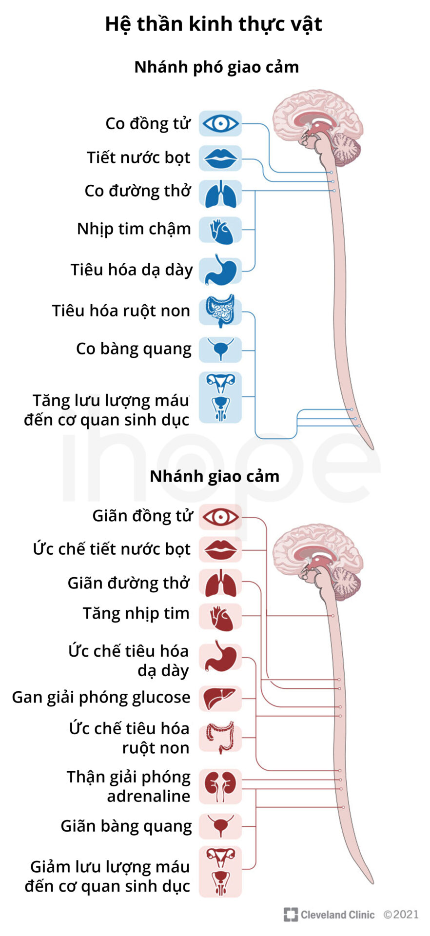 Hệ thần kinh thực vật bị ảnh hưởng trong hội chứng Guillain-Barré