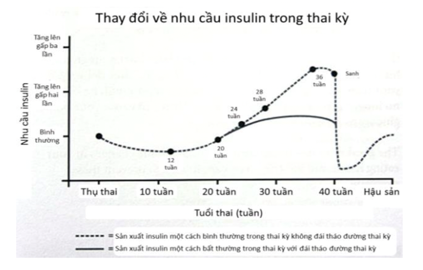 Thay đổi nhu cầu insulin trong thai kỳ