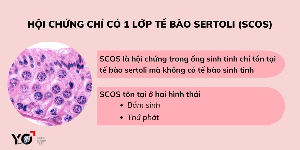 Hội chứng chỉ có tế bào Sertoli