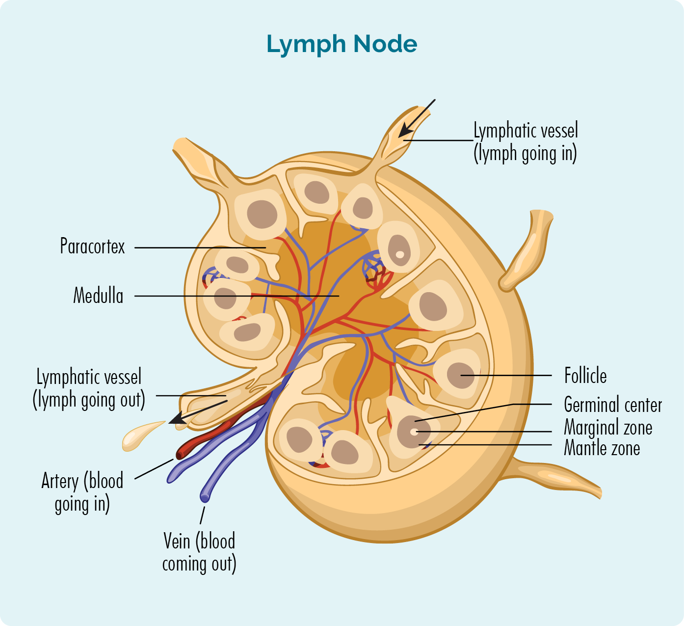 Cấu trúc hạch lympho