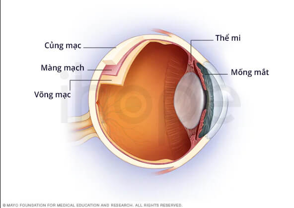 Đột biến gen gây hội chứng Cockayne
