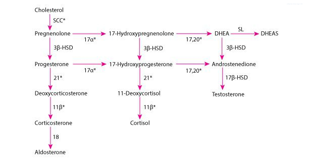 Tổng quan sinh tổng hợp hormone thượng thận