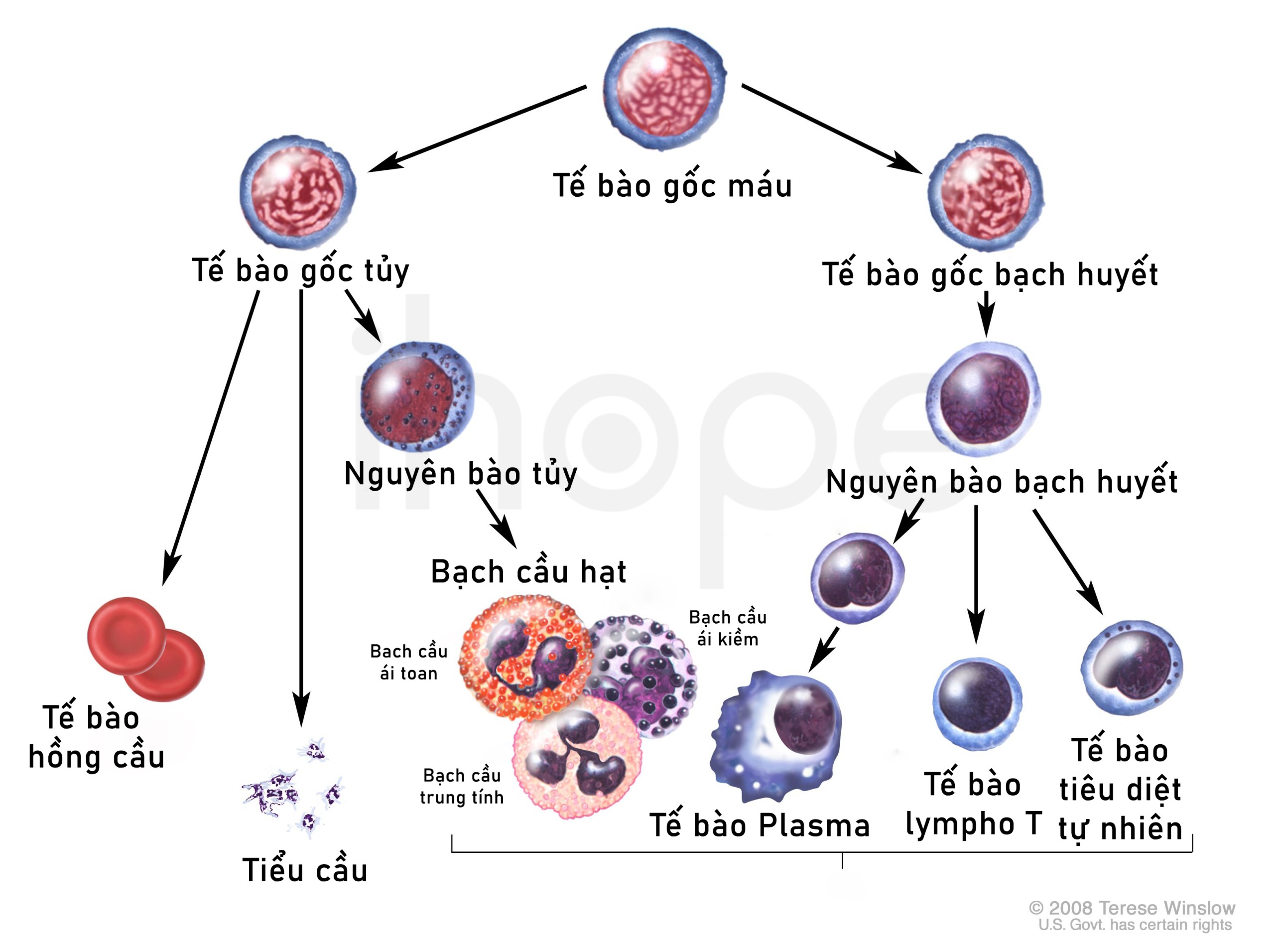 Bệnh bạch cầu dòng lympho mạn (CLL): Nguyên nhân, triệu chứng và hướng điều trị 8 Quá trình tạo tế bào máu và ảnh hưởng của CLL
