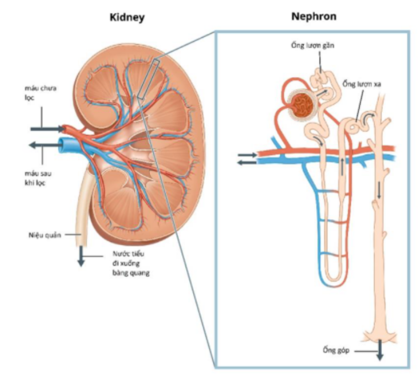 Nhiễm toan ống thận (Renal Tubular Acidosis): Nguyên nhân, dấu hiệu và cách điều trị hiệu quả 8 Cơ chế bệnh sinh nhiễm toan ống thận