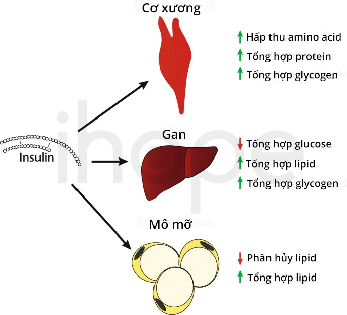 Tác động của hormone insulin