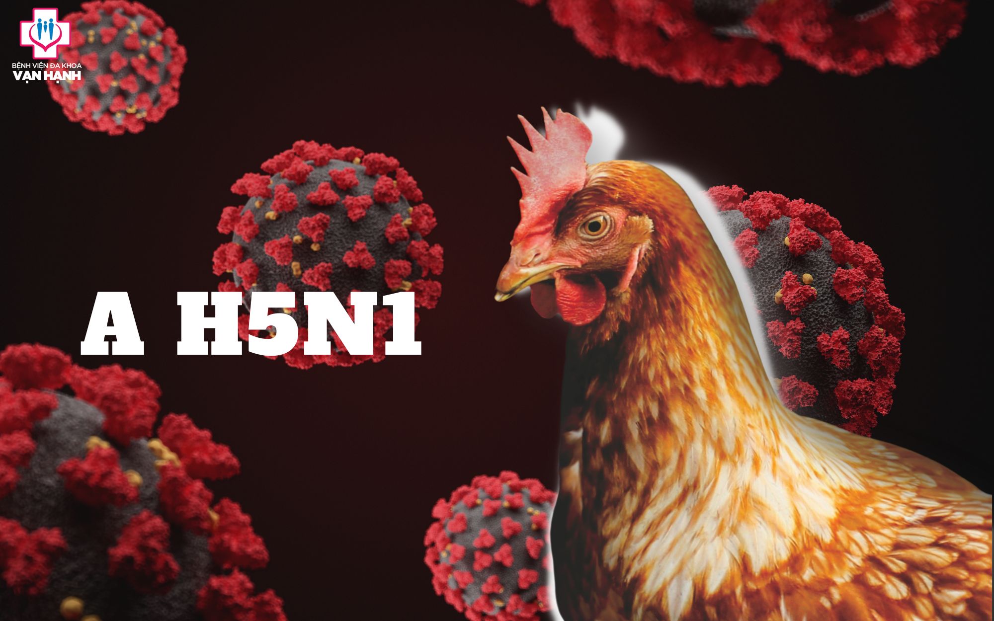 Nguồn lây cúm A H5N1 từ gia cầm