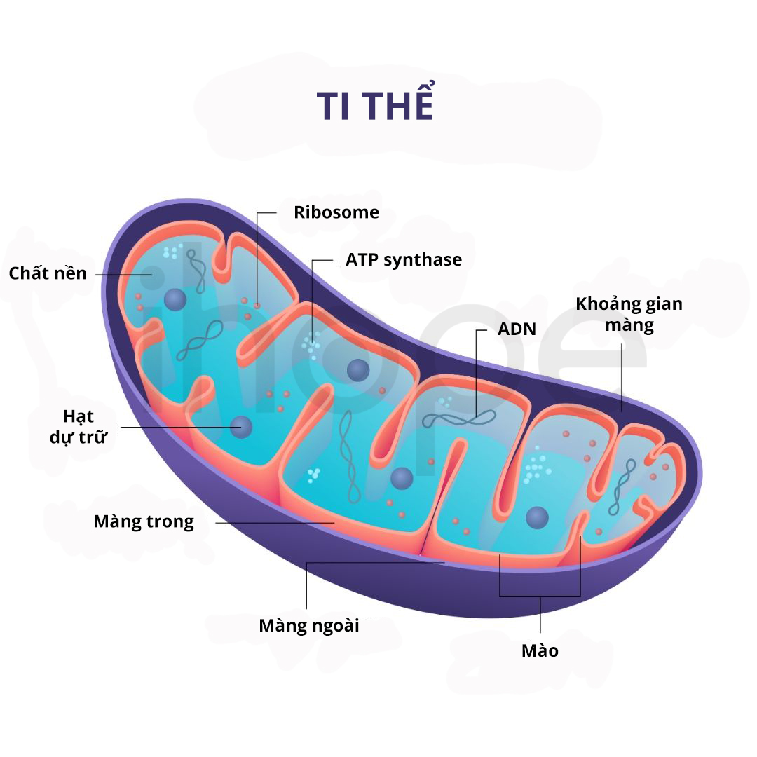 Cấu trúc ty thể