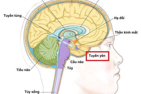 Tuyến yên và vùng dưới đồi